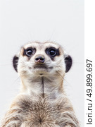 Close up of a meerkat looking directly at the camera with intense focus, showing its curious and observant nature. Стоковое AI-изображение, AI-художник Данила Большаков / Фотобанк Лори