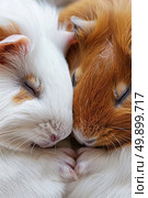 Close-up of two guinea pigs snuggling together, one white and one brown. Стоковое AI-изображение, AI-художник Данила Большаков / Фотобанк Лори