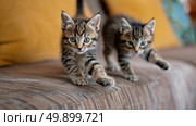 A couple of young kittens are playfully walking on a couch, their fluffy tails in the air. The curious felines explore their surroundings with energy and grace. Стоковое AI-изображение, AI-художник Данила Большаков / Фотобанк Лори