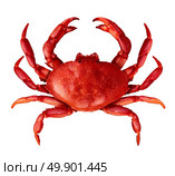 Crab isolated on a white background as fresh seafood or shellfish food concept as a complete red shell crustacean in an overhead view isolated on a white background. Стоковое фото, агентство Ingram Publishing / Фотобанк Лори