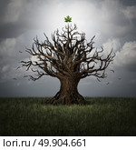 Concept of optimism as a tree in crisis with no leaves and one green leaf surviving as a business or psychological symbol of persistence and determination to have faith and never give up with 3D illustration elements. Стоковое фото, агентство Ingram Publishing / Фотобанк Лори
