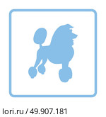 Poodle icon. Blue frame design. Vector illustration. Стоковая иллюстрация, агентство Ingram Publishing / Фотобанк Лори
