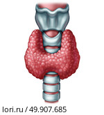 Thyroid gland medical concept as a human organ with trachea and larynx as a symbol for endocrinology system or hormone secretion with 3D illustration elements on a white background. Стоковое фото, агентство Ingram Publishing / Фотобанк Лори