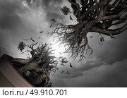 Freedom symbol and liberty concept as a tree separating from the root as a metaphor for ambition or aspiration with 3D illustration elements. Стоковое фото, агентство Ingram Publishing / Фотобанк Лори