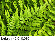 Green fern leaves background, top view. Стоковое фото, агентство Ingram Publishing / Фотобанк Лори