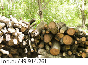 The tree was cut together. Deforestation Tree background blurred. Стоковое фото, агентство Ingram Publishing / Фотобанк Лори
