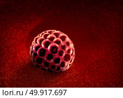 Blastocyst implantation inside a uterus as a fertilization medical concept as an implanted reproductive cell division icon in human reproduction representing anatomy fertility success symbol in a 3D illustration. Стоковое фото, агентство Ingram Publishing / Фотобанк Лори
