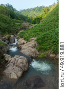 Khao Yai National Park, Tropical forest, Thailand. Стоковое фото, агентство Ingram Publishing / Фотобанк Лори