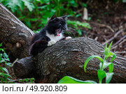 Чёрно-белый кот зевает на упавшем дереве в лесу. Стоковое фото, фотограф Дмитрий УТКИН / Фотобанк Лори
