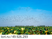 many birds, Lesser whistling duck, Indian whistling duck, Lesser whistling teal, Tree duck. Стоковое фото, агентство Ingram Publishing / Фотобанк Лори