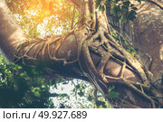 plant and tree in Khao Yai National Park, Thailand. Стоковое фото, агентство Ingram Publishing / Фотобанк Лори