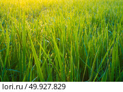 morning in paddy rice field, Thailand. Стоковое фото, агентство Ingram Publishing / Фотобанк Лори