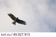 Black-eared Kite, hawk flying on the sky. Стоковое фото, агентство Ingram Publishing / Фотобанк Лори