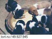 small beagle family. Стоковое фото, агентство Ingram Publishing / Фотобанк Лори