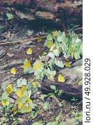 butterfly on the natural ground, tropical forest in Thailand. Стоковое фото, агентство Ingram Publishing / Фотобанк Лори
