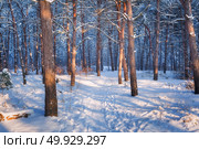 Winter forest with trail at sunset. Colorful landscape with snowy trees, path in cold evening. Snow covered trees in park. Beautiful forest in snowy winter in the evening. Trees trunks at dusk. Nature. Colorful landscape with snowy trees and trail. Стоковое фото, агентство Ingram Publishing / Фотобанк Лори
