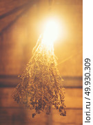 Decorative antique edison style light bulbs. Стоковое фото, агентство Ingram Publishing / Фотобанк Лори