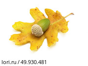 Isolated acorn. Element of design. Стоковое фото, агентство Ingram Publishing / Фотобанк Лори