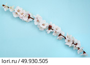 Sakura branch. Element of design. Стоковое фото, агентство Ingram Publishing / Фотобанк Лори