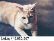 Thai white cat. Стоковое фото, агентство Ingram Publishing / Фотобанк Лори