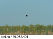 black hawk in Thailand. Стоковое фото, агентство Ingram Publishing / Фотобанк Лори