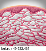 Interstitium organ concept as connective tissue with comparments filled with fluid as a microcopic conceptual anatomical human body part in a 3D illustration style. Стоковое фото, агентство Ingram Publishing / Фотобанк Лори