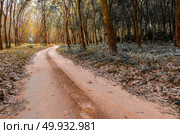 tropical forest, road to the nature site. Стоковое фото, агентство Ingram Publishing / Фотобанк Лори