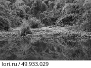 landscape picture of tropical forest reflection on water lake,black and white. Стоковое фото, агентство Ingram Publishing / Фотобанк Лори