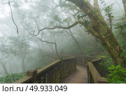 Taiwan Nature Trail in Foggy and Raining Autumn at Yangmingshan National Park in Taipei, Taiwan. Стоковое фото, агентство Ingram Publishing / Фотобанк Лори