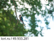 King fishing bird. Стоковое фото, агентство Ingram Publishing / Фотобанк Лори