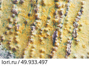Detailed description of tree bark, vintage filter image. Стоковое фото, агентство Ingram Publishing / Фотобанк Лори