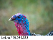 Closeup image of a brightly colored turkey . Стоковое фото, агентство Ingram Publishing / Фотобанк Лори