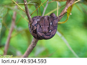 Python bivittatus. Стоковое фото, агентство Ingram Publishing / Фотобанк Лори