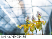 Paphiopedilum orchid flower or Lady’s Slipper orchid in Conservation Center Paphiopedilum Doi Inthanon , Chiang Mai, Thailand. Стоковое фото, агентство Ingram Publishing / Фотобанк Лори