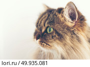 Persian cat. Стоковое фото, агентство Ingram Publishing / Фотобанк Лори