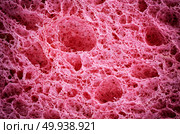 Biological texture. Element of design. Стоковое фото, агентство Ingram Publishing / Фотобанк Лори