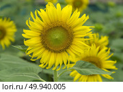 the tropical plants and flower. Стоковое фото, агентство Ingram Publishing / Фотобанк Лори