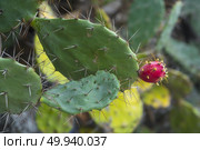cactus flower. Стоковое фото, агентство Ingram Publishing / Фотобанк Лори