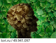 Concept of alzheimer disease with a Ginkgo biloba leaf background and a human head representing the dementia symptoms as cognitive loss of memory in a 3D illustration style. Стоковое фото, агентство Ingram Publishing / Фотобанк Лори