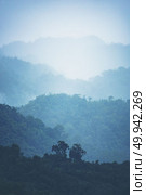 tropical forest layers. Стоковое фото, агентство Ingram Publishing / Фотобанк Лори