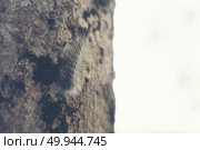Caterpillar crawling on tree. Стоковое фото, агентство Ingram Publishing / Фотобанк Лори
