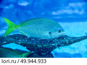 Caesio cuning, also known as redbelly yellowtail fusilier, yellowtail fusilier, red bellied fusilier, swimming in aquarium. Стоковое фото, фотограф Татьяна Терехина / Фотобанк Лори