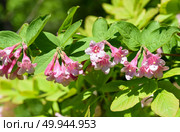 Detailed view of a Weigela florida branch in full bloom, showing the structure and pink flowers clearly, a rich display of garden color and texture. Стоковое фото, фотограф Татьяна Терехина / Фотобанк Лори