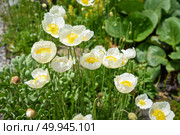 Elegant white Papaver amurense blossoms in a summer garden on the Russian Far East, with delicate crepe-like petals and pale yellow stamens atop slender hairy stems. Стоковое фото, фотограф Татьяна Терехина / Фотобанк Лори