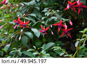 Vibrant red and purple Fuchsia flowers blooming among green foliage in a garden setting, with unopened buds and lush leaves under natural light. Стоковое фото, фотограф Татьяна Терехина / Фотобанк Лори