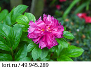 Closeup of blooming pink peony Victoire de la Marne with lush petals in a garden, showing detailed texture and vibrant color in natural light. Стоковое фото, фотограф Татьяна Терехина / Фотобанк Лори