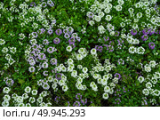 Blooming white and purple sweet alyssum flowers densely cover the green foliage, creating a fresh and vibrant ground cover in a garden bed. Стоковое фото, фотограф Татьяна Терехина / Фотобанк Лори