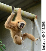 gibbon with chain. Стоковое фото, агентство Ingram Publishing / Фотобанк Лори
