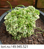 Small shrubs for landscaping. Стоковое фото, агентство Ingram Publishing / Фотобанк Лори