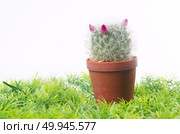 Beautiful cactus on green grass. Стоковое фото, агентство Ingram Publishing / Фотобанк Лори